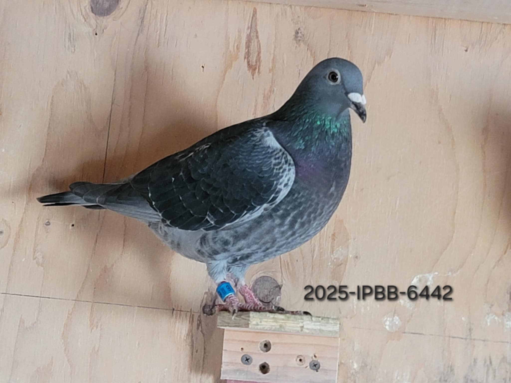 2025-IPBB-6442 Dark Hen