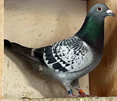 IF-25-TFLMD-407- BLUE CHECKER COCK