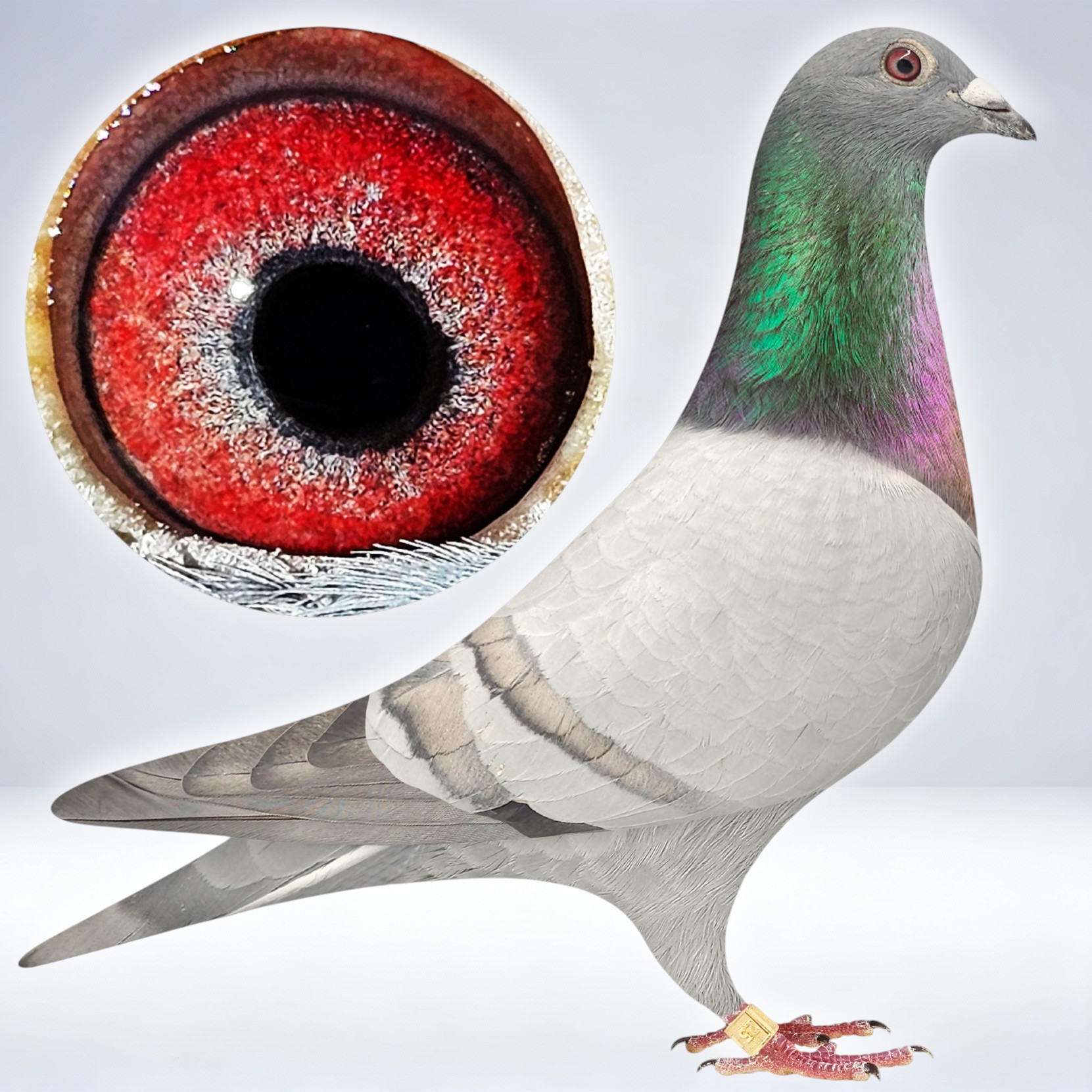 Dam Flown to 600 miles DOMINANT OPAL