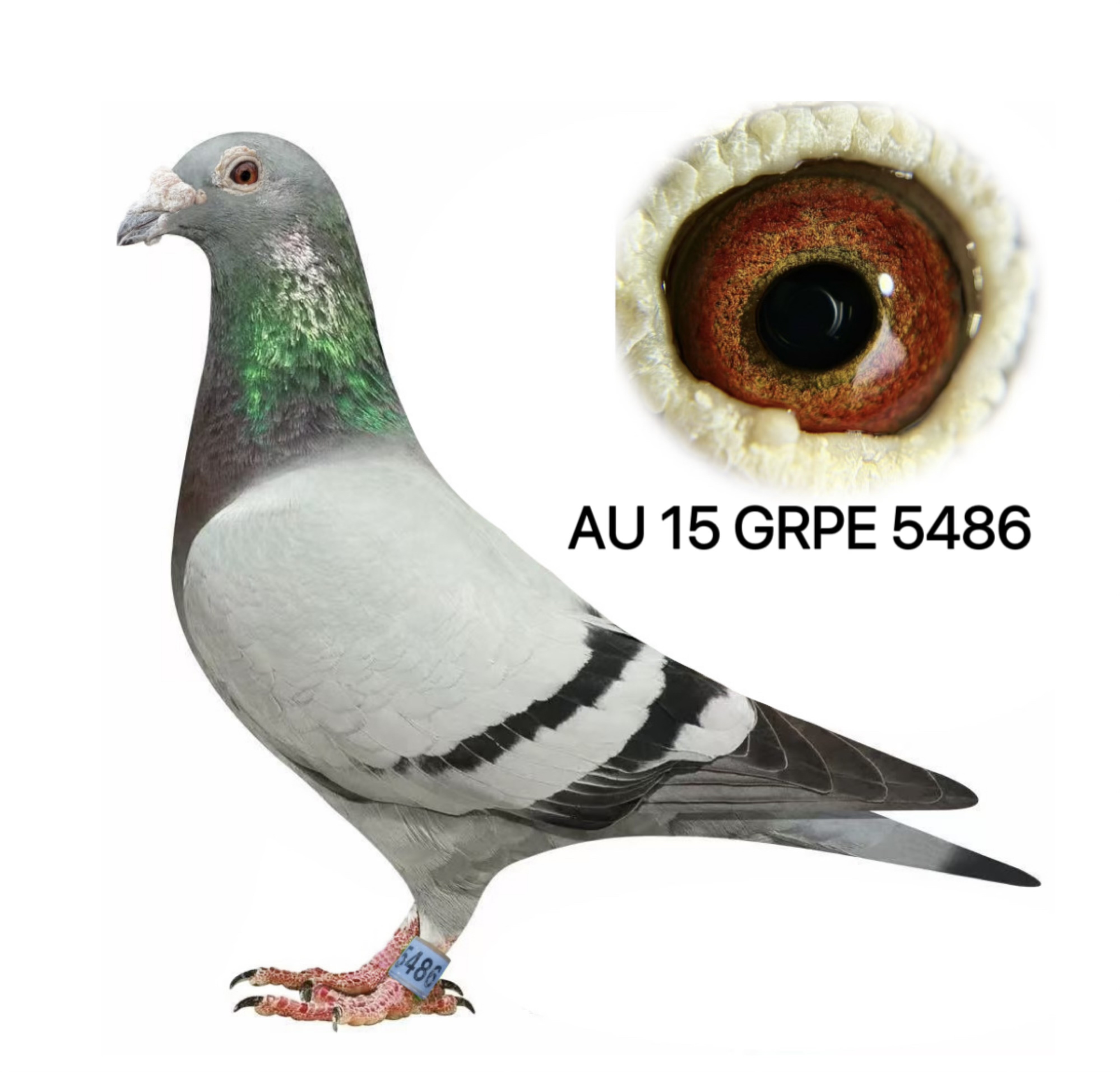 Greek Connection Lofts