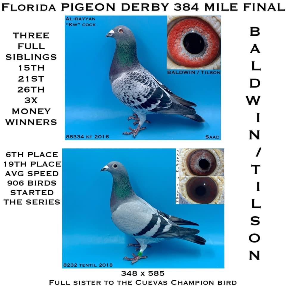 iPigeon.com - Racing Pigeon Auction