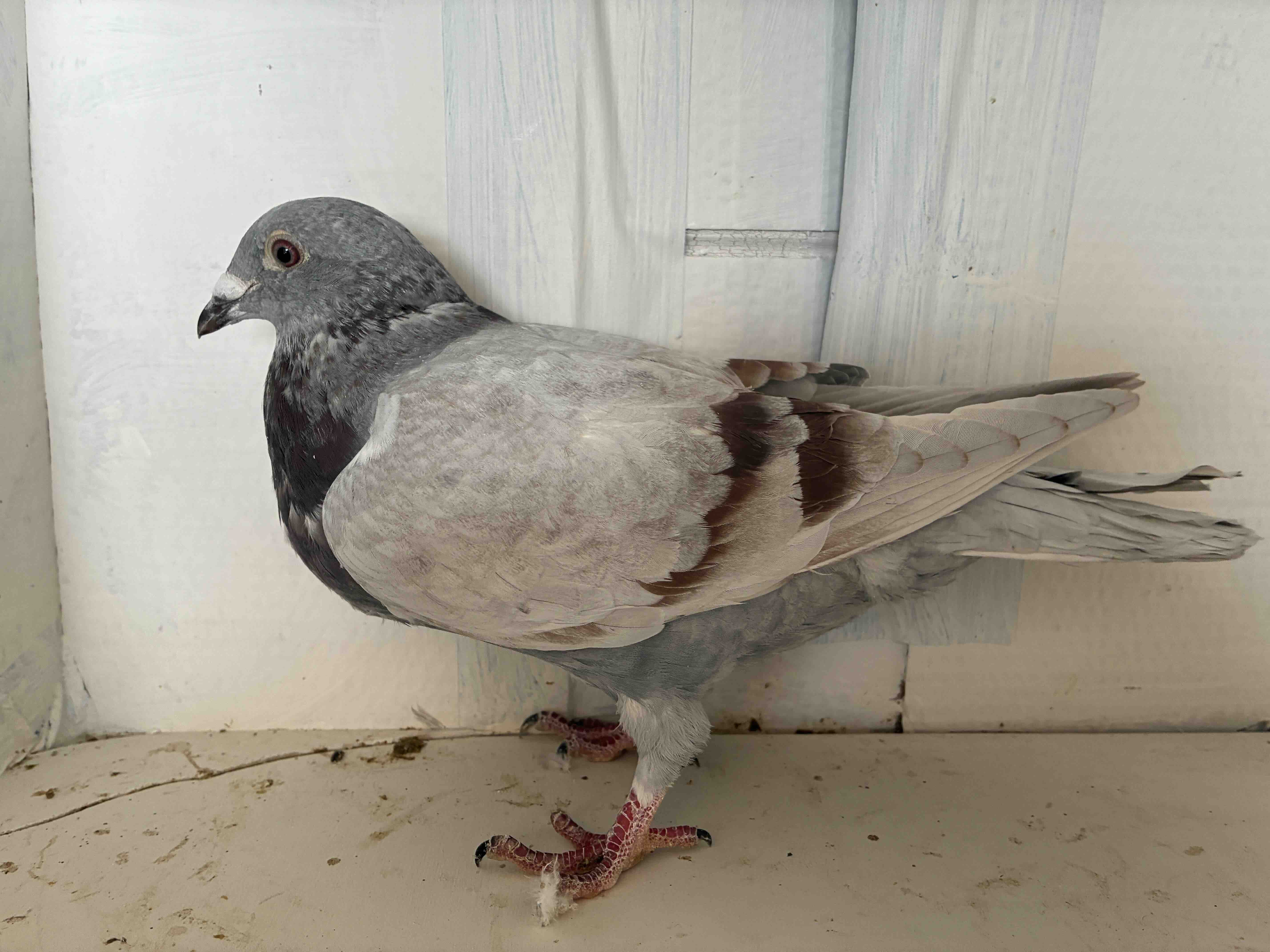 AU FINN 12 LAST SON OF RED STORM 2025 Hatch