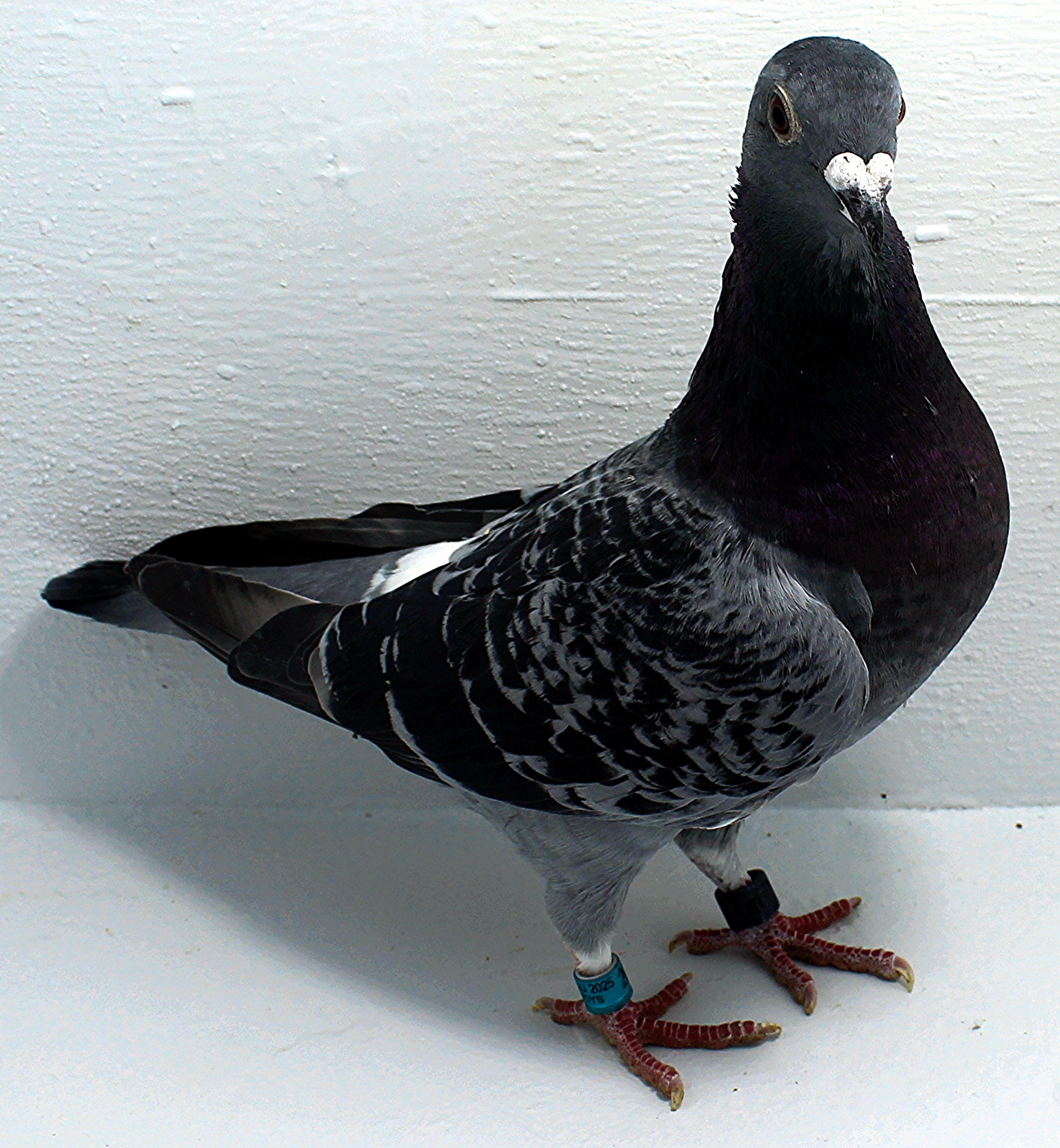 AU 20189 AA 2025 Pure Hansenne