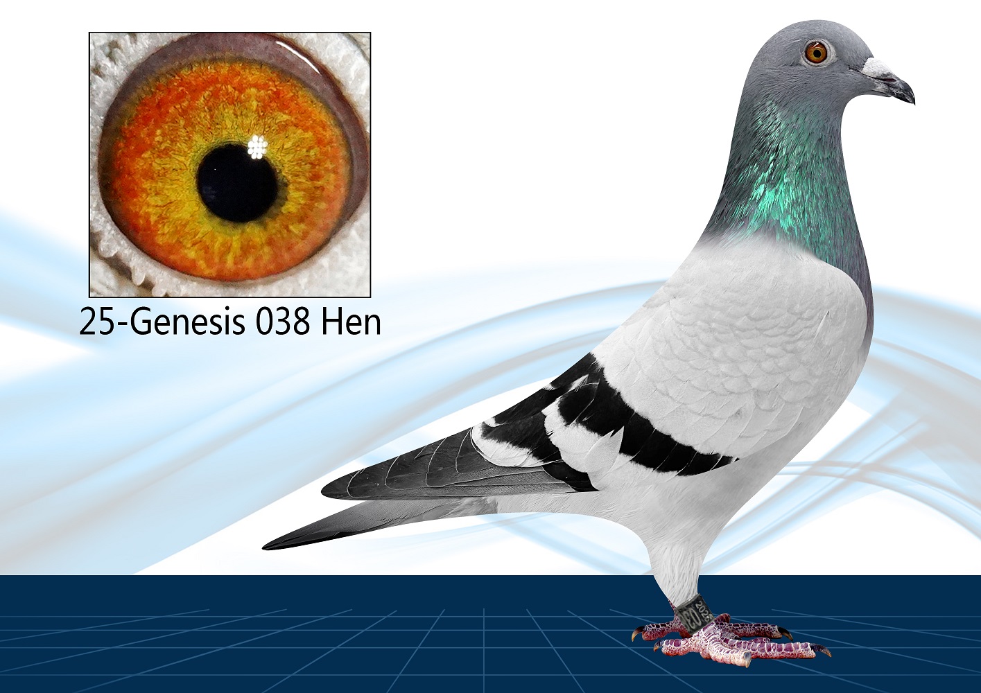 25-038(Hen) 100% GFL