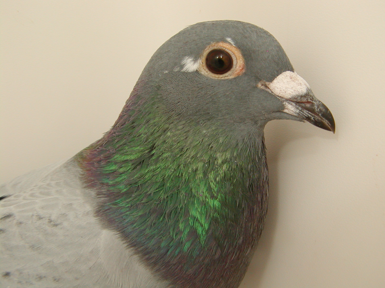 Preview Image 3