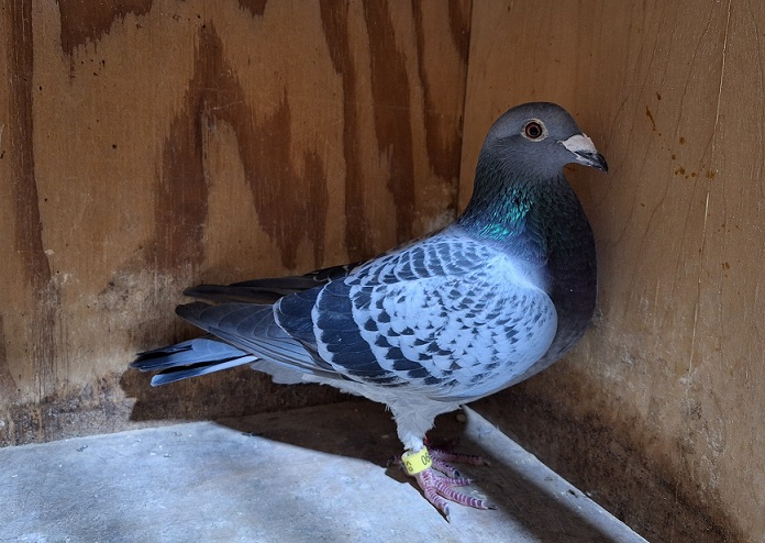 IF 2023 VIOC 990 BC Van Loon Hen, Best Of Dr.Brown