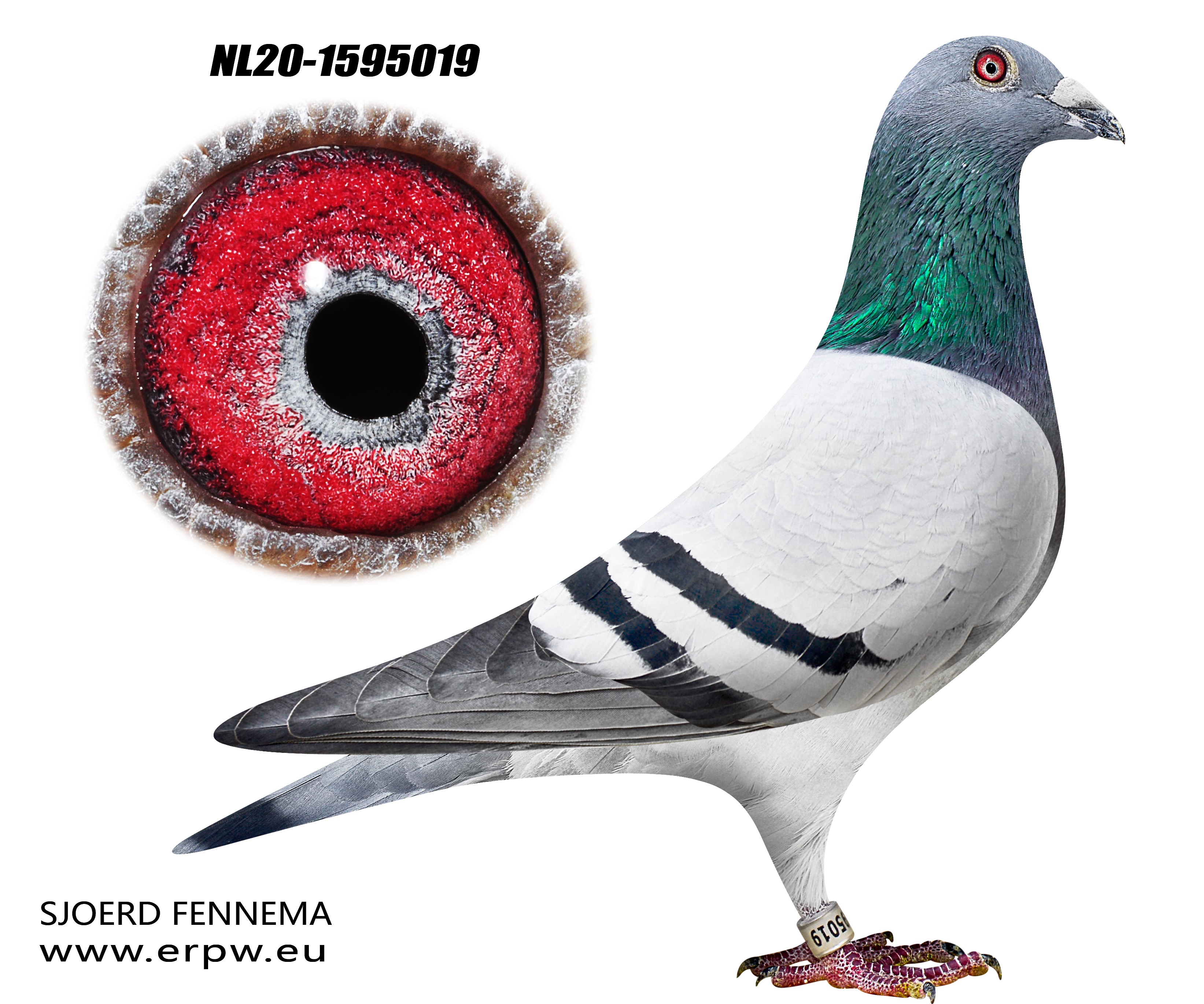 Cor Leijtens Cock (with video)