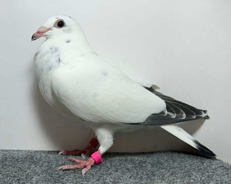 Preview Image 2