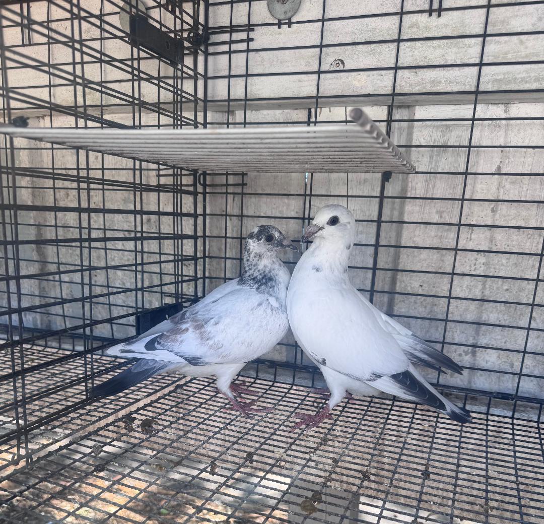 2 WHITE GRIZZLE KANNIBAAL