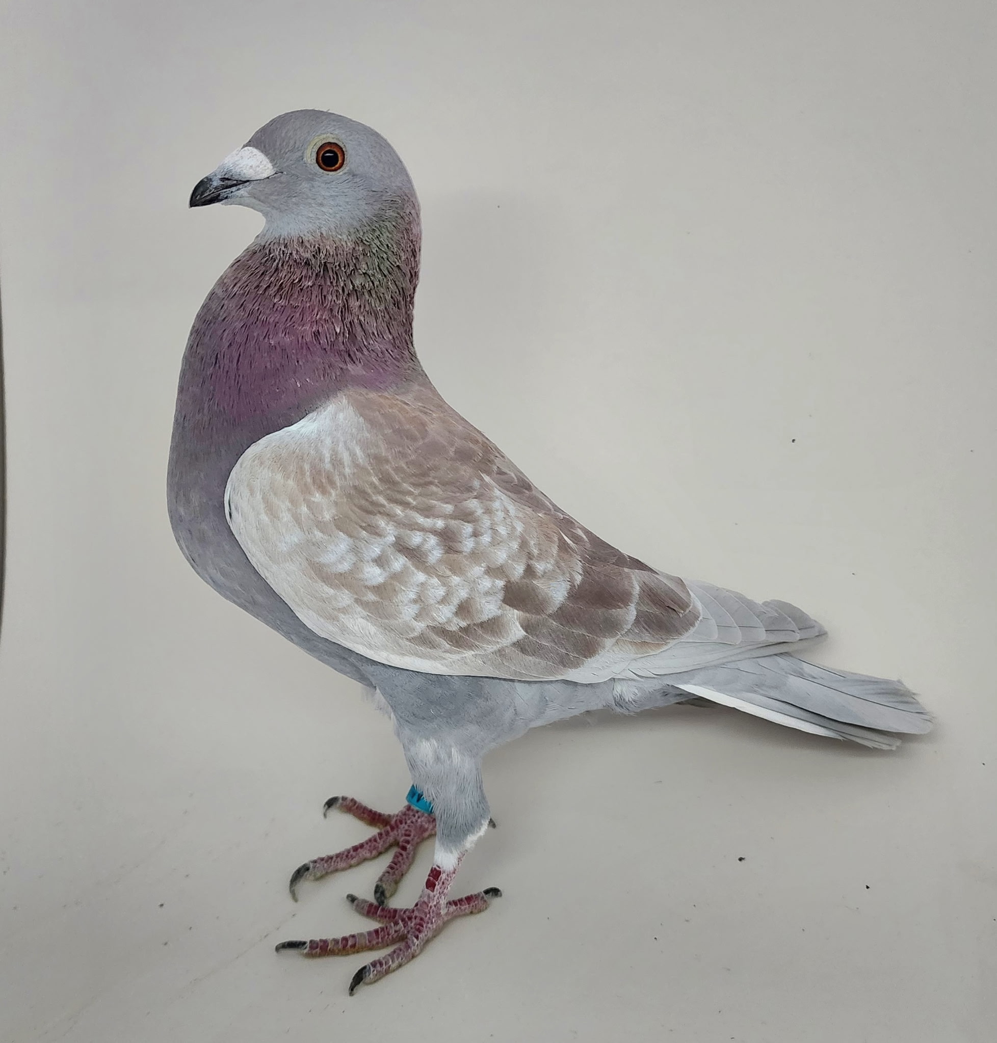 AU CHICAGO 2025 2285 COCK