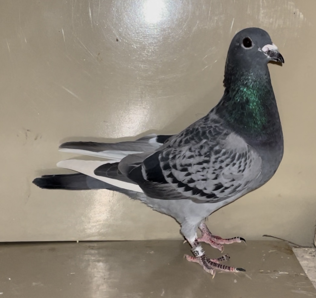 SUPER MARPLE X WOLVERINE HEN