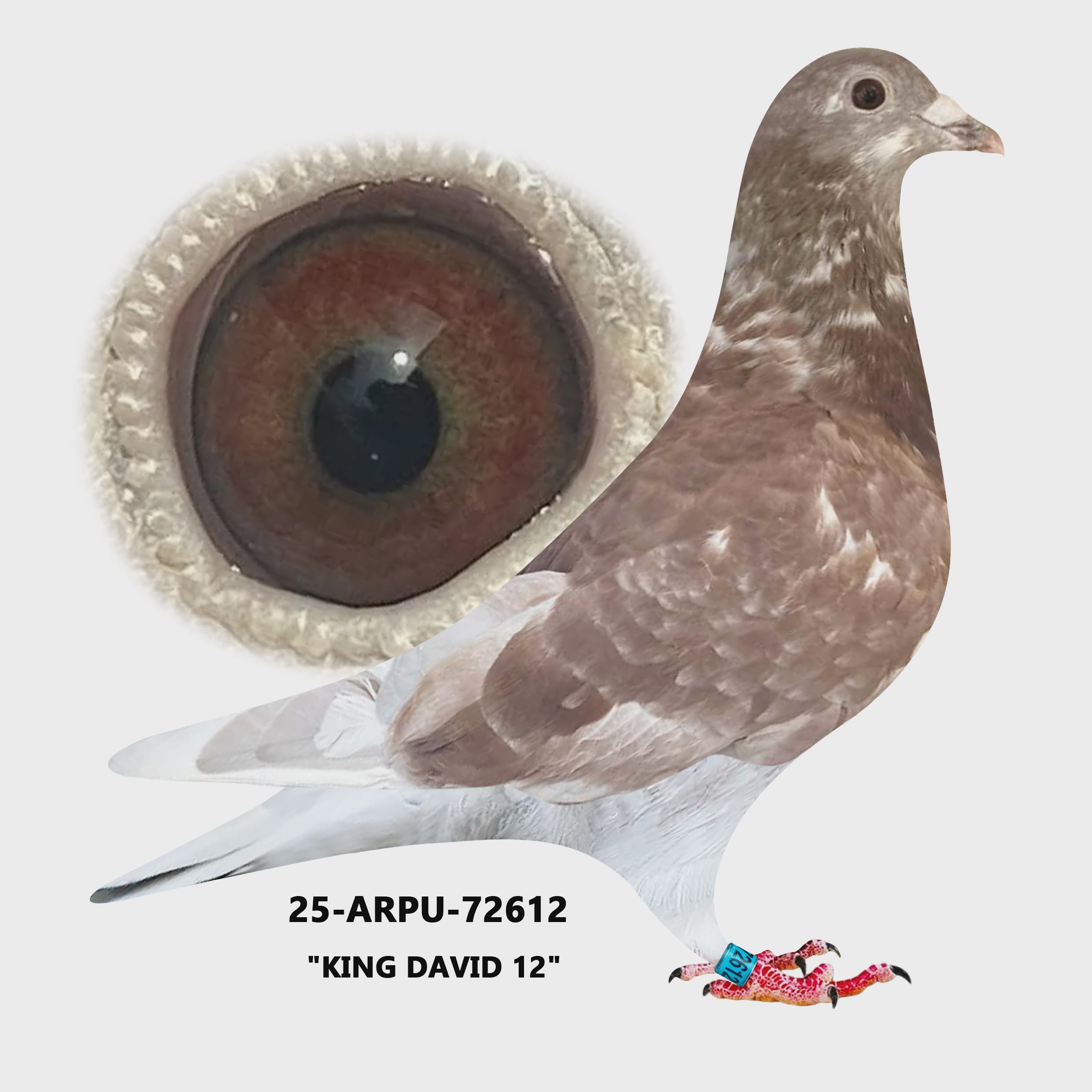 25-ARPU-72612 Red Check WF Cock.