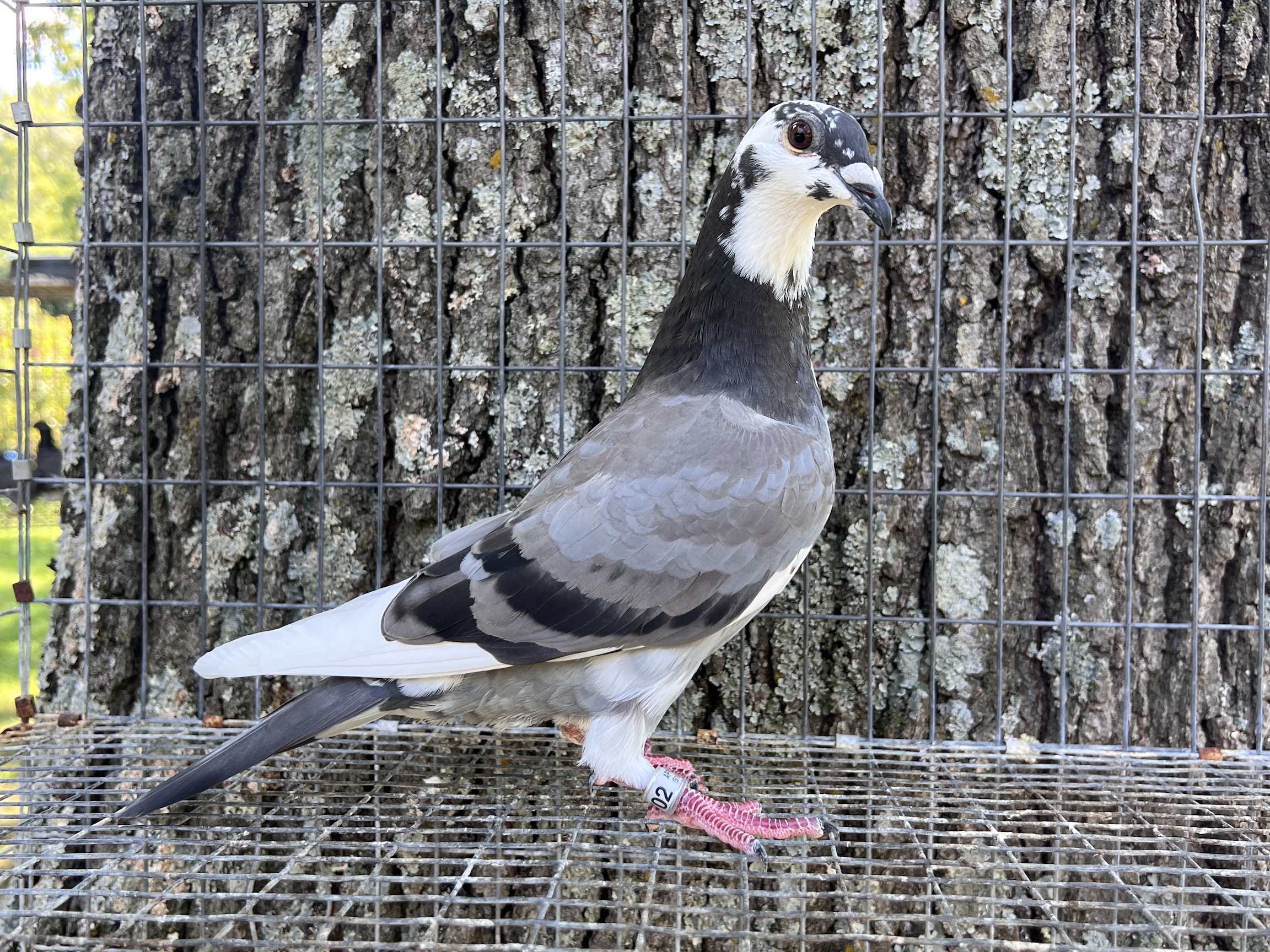 iPigeon.com - Racing Pigeon Auction