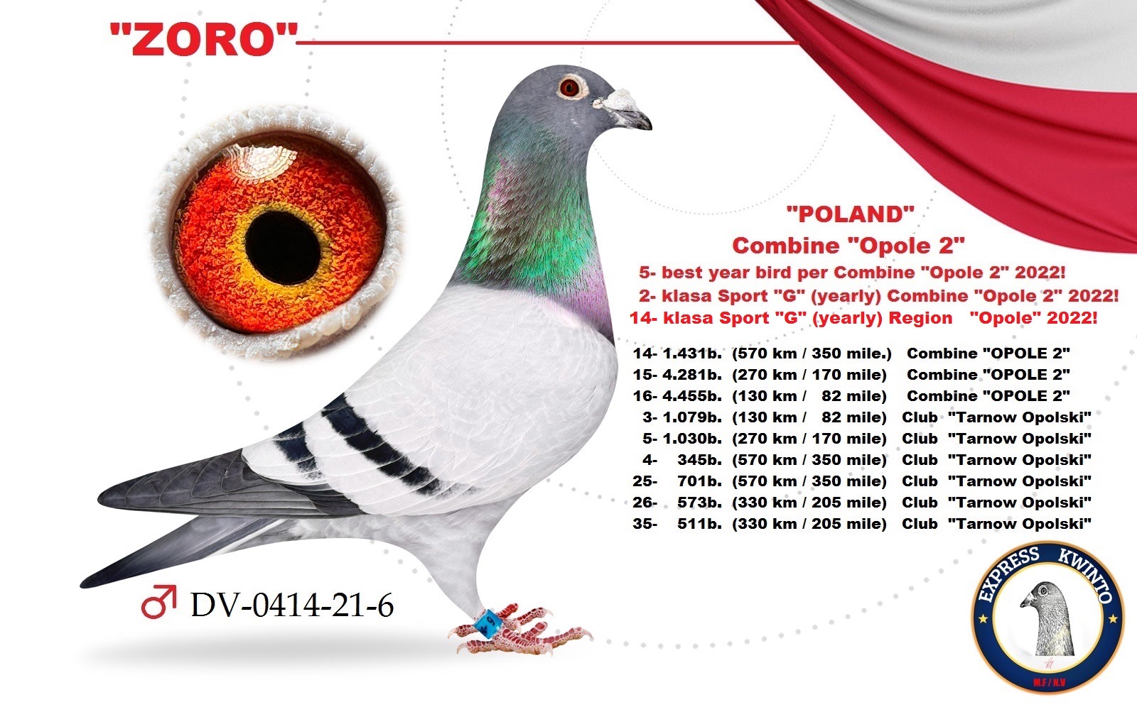 iPigeon.com - Racing Pigeon Auction