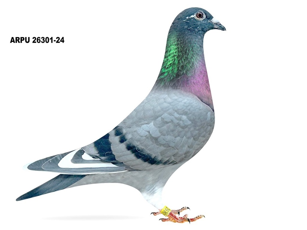 WOLVERINE 26301-24 BBWF HEN