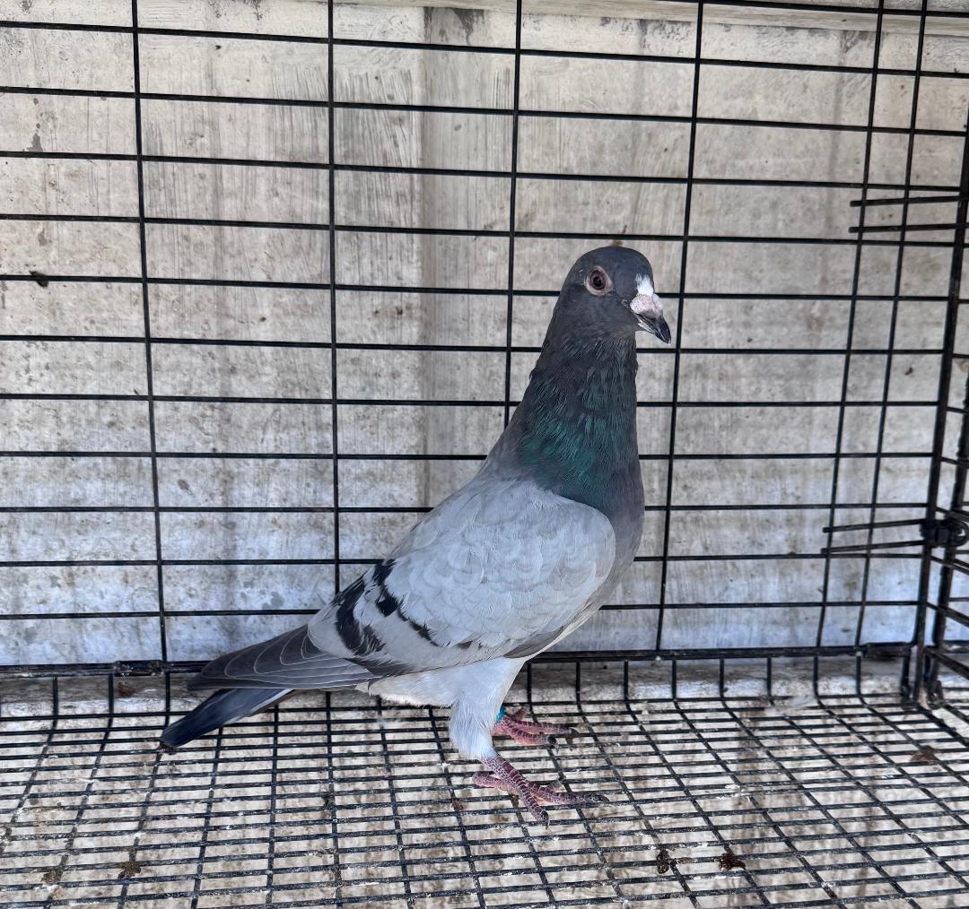 478 GR SON RED MONKEY