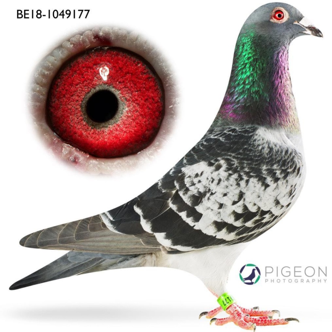 BE 18 1049177 DC Cock